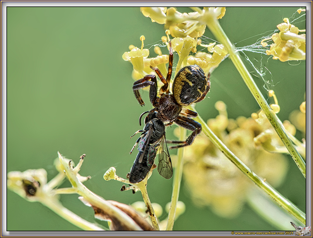 Synema globosum